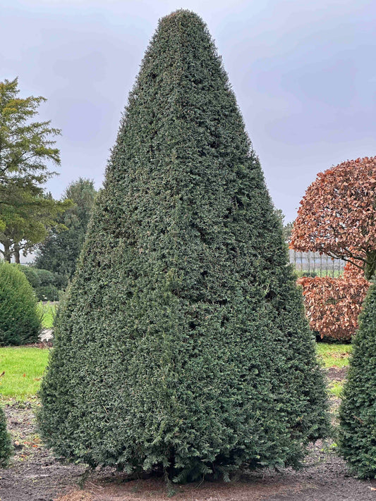 TB TOPIARY #229