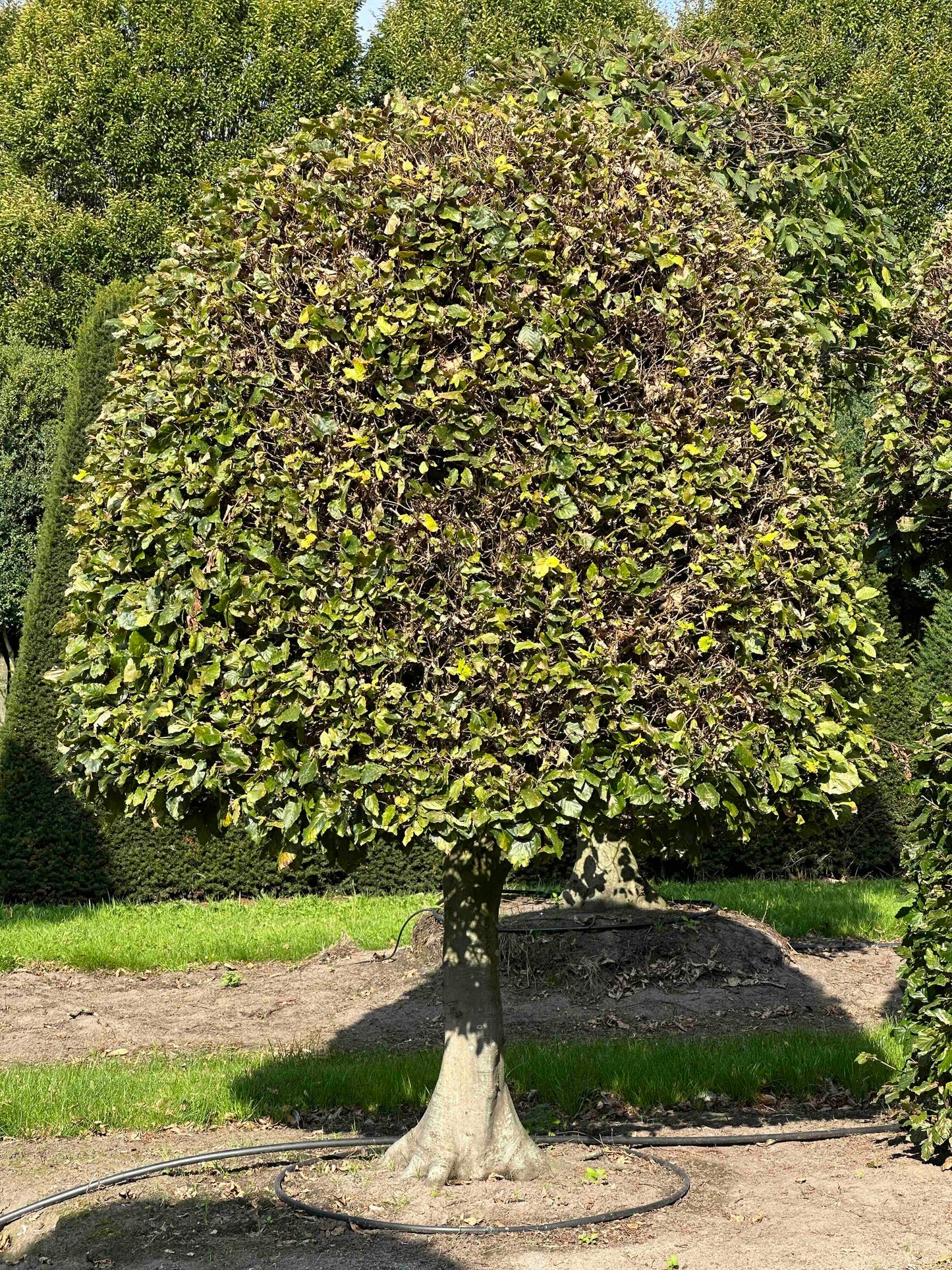 FS TOPIARY #122