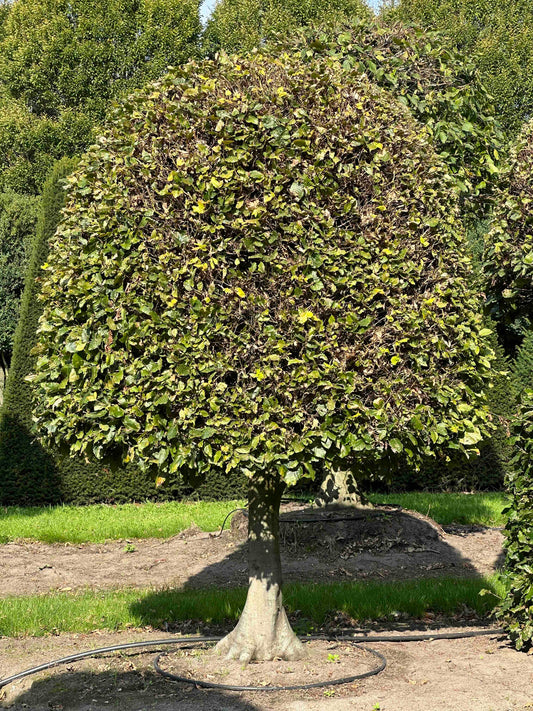 FS TOPIARY #122