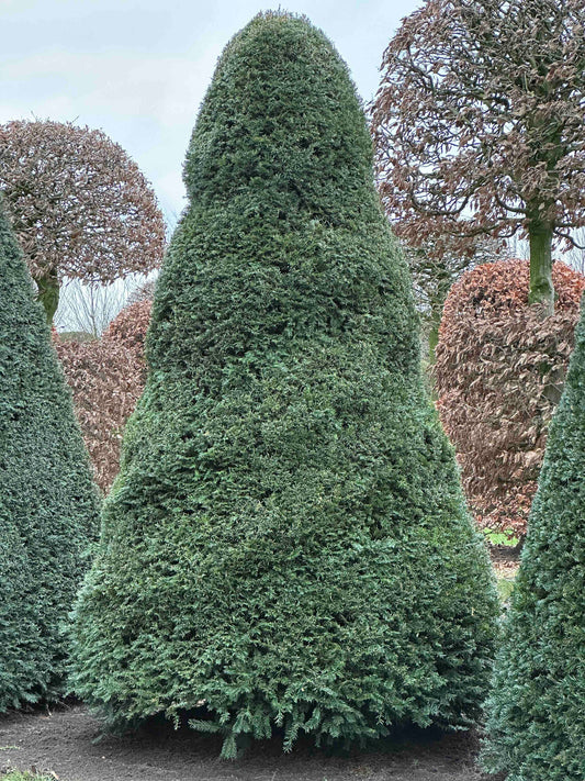 TB TOPIARY #493