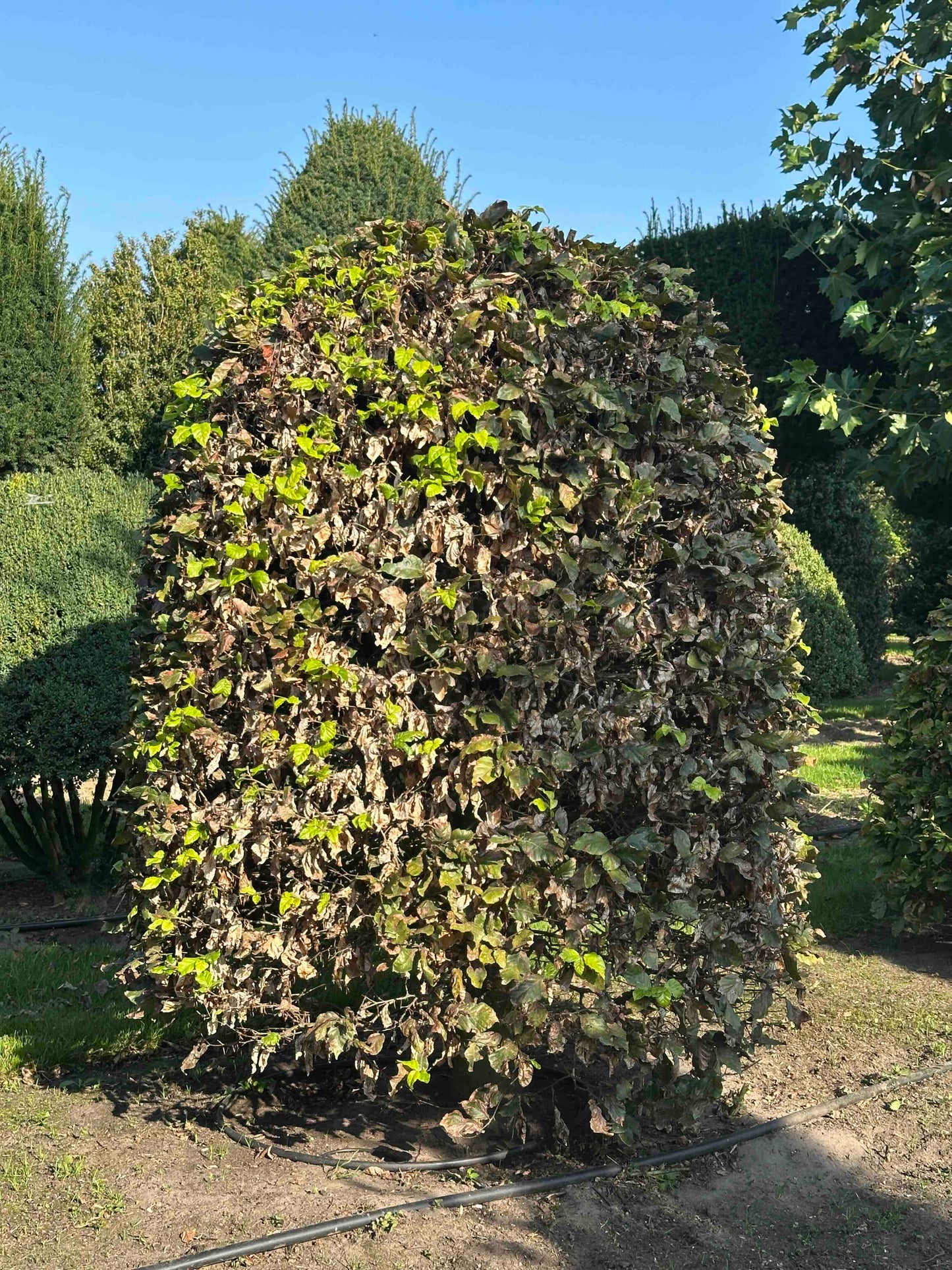 FS TOPIARY #029