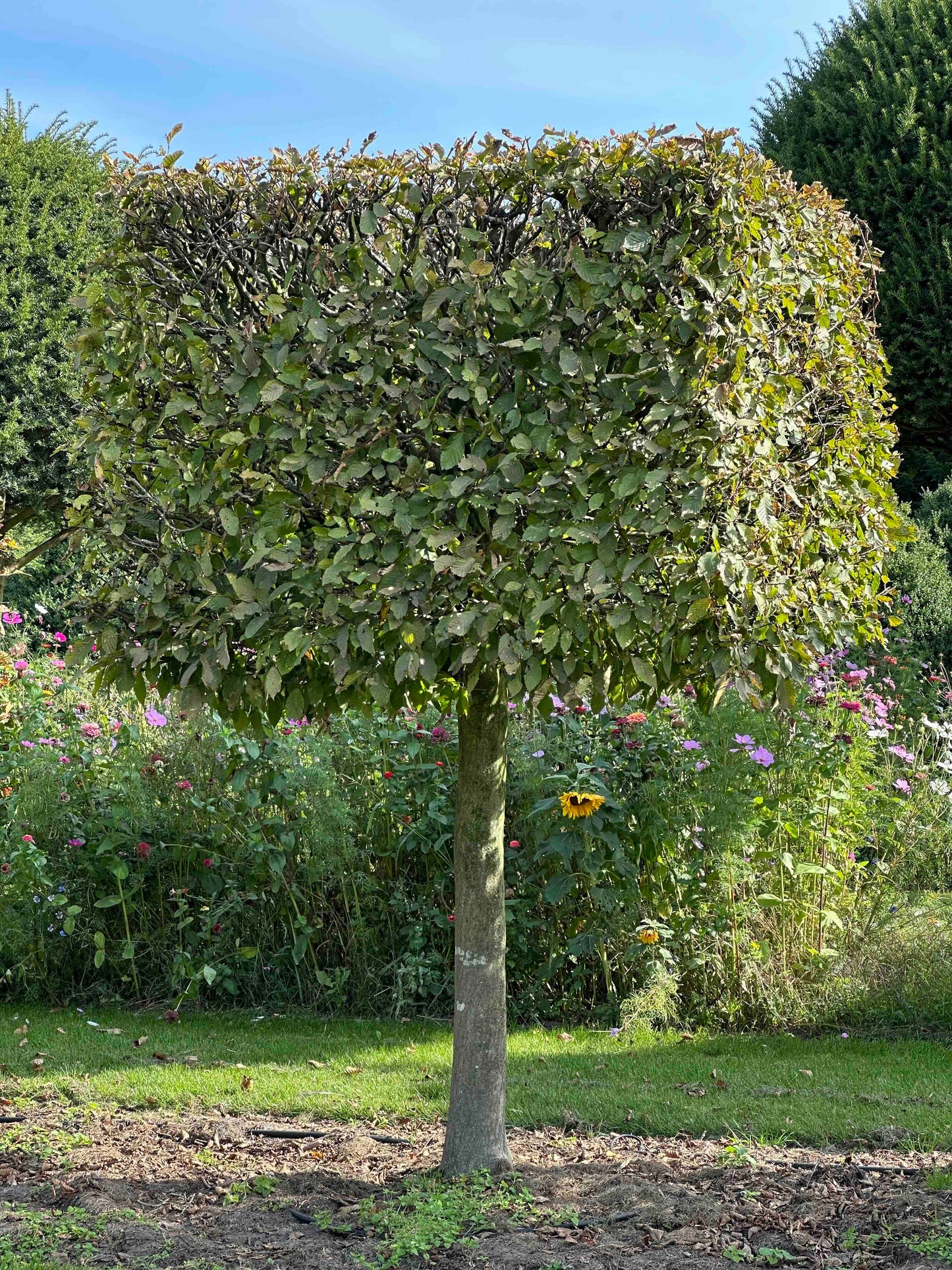 CB TOPIARY #108
