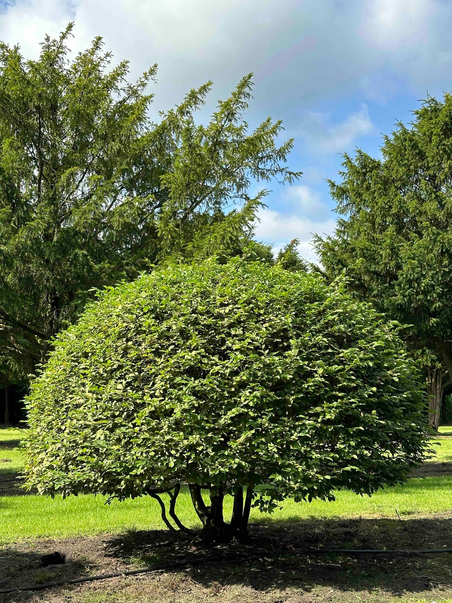 CB TOPIARY #174
