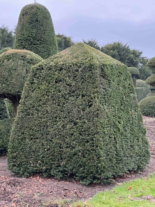 TB TOPIARY #411