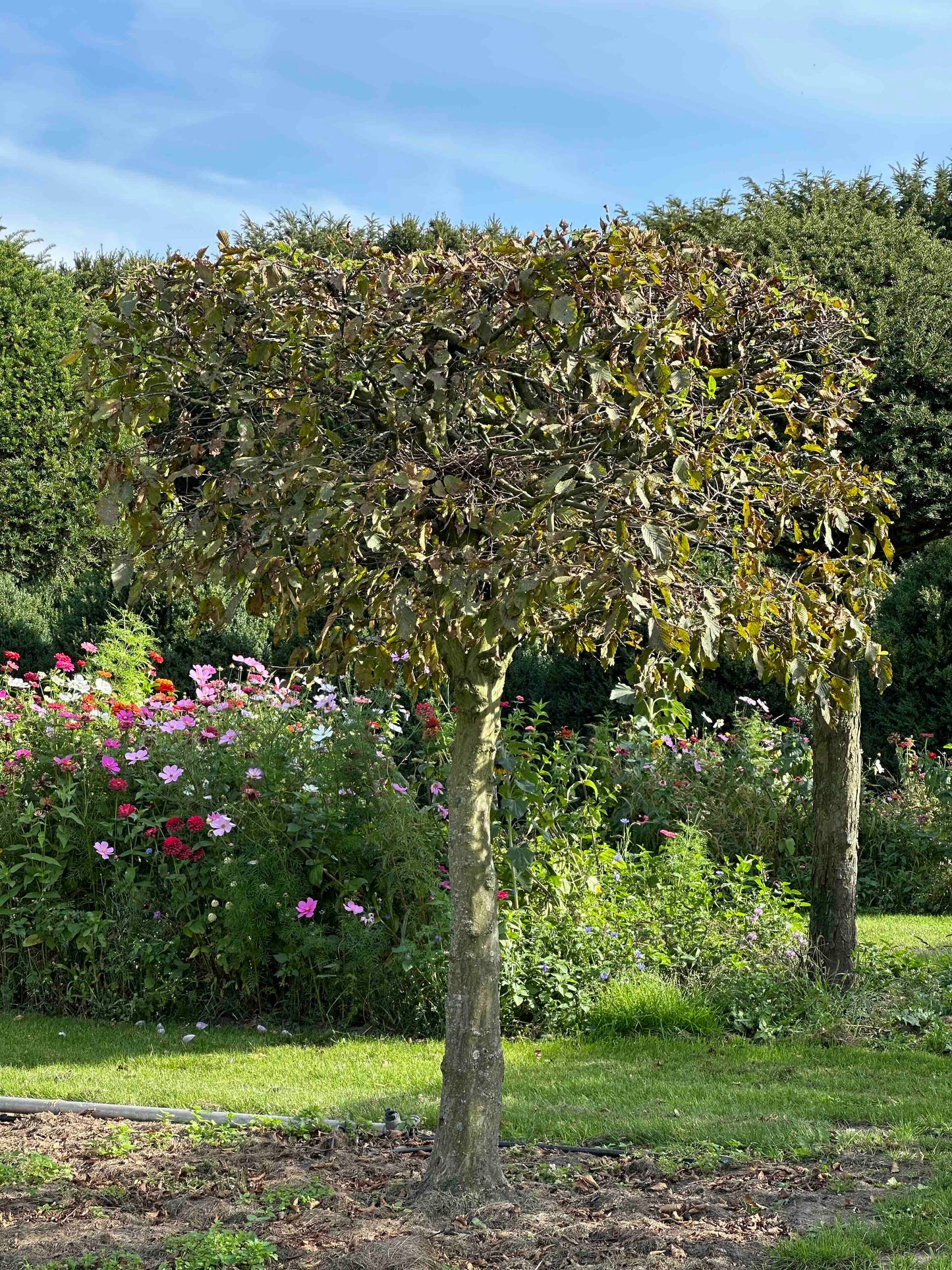 CB TOPIARY #115
