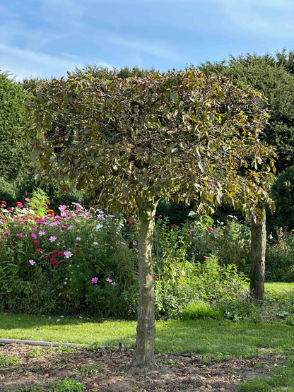 CB TOPIARY #115