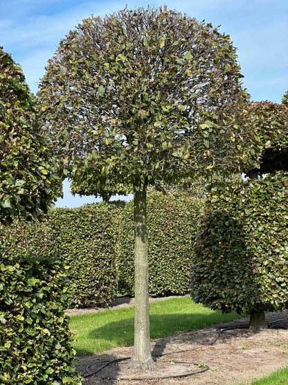CB TOPIARY #145