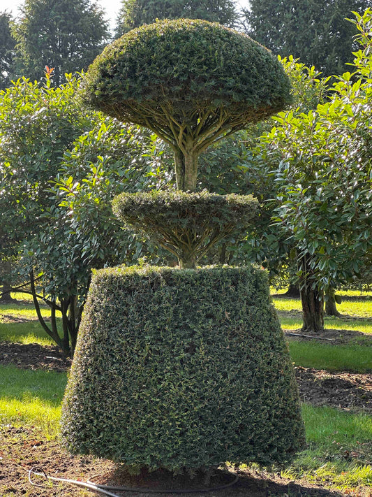 TB TOPIARY #75