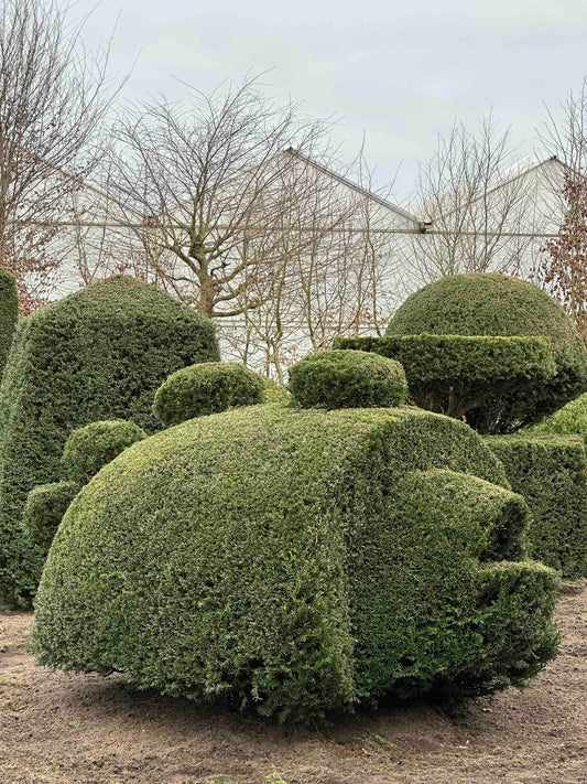 TB TOPIARY #444