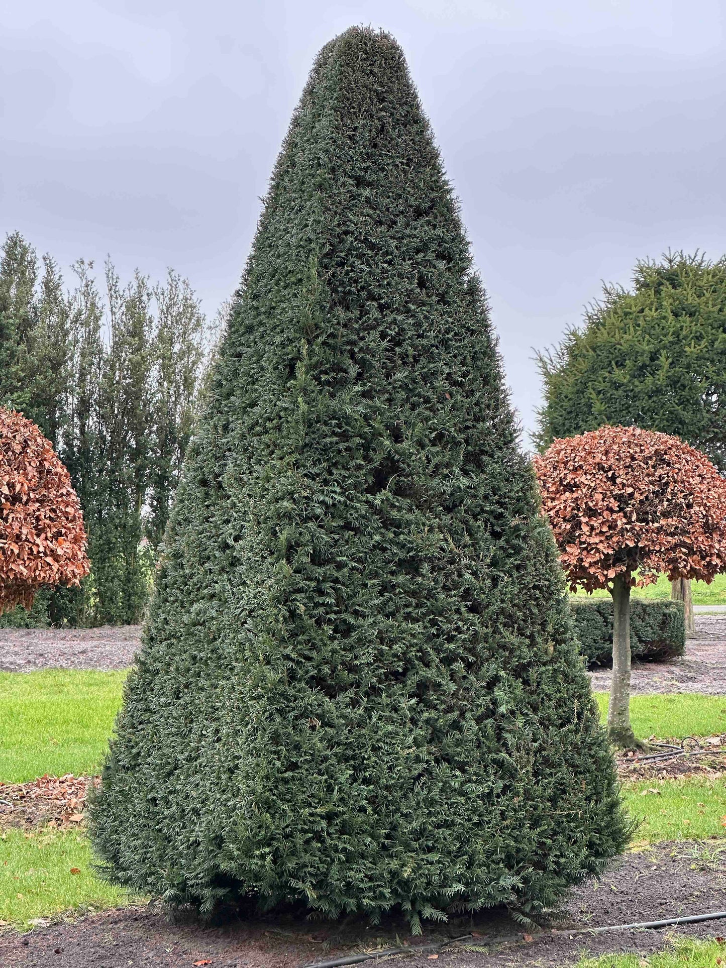 TB TOPIARY #264