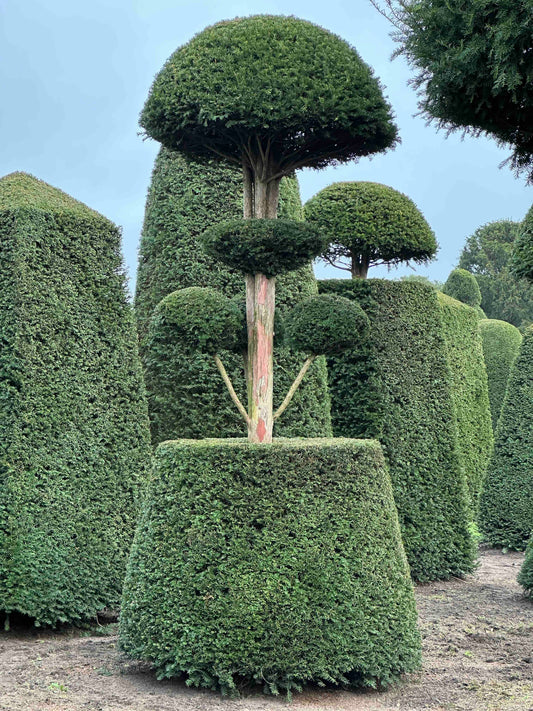 TB TOPIARY #171