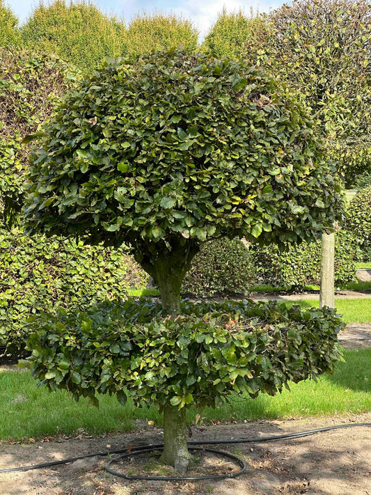 FS TOPIARY #087