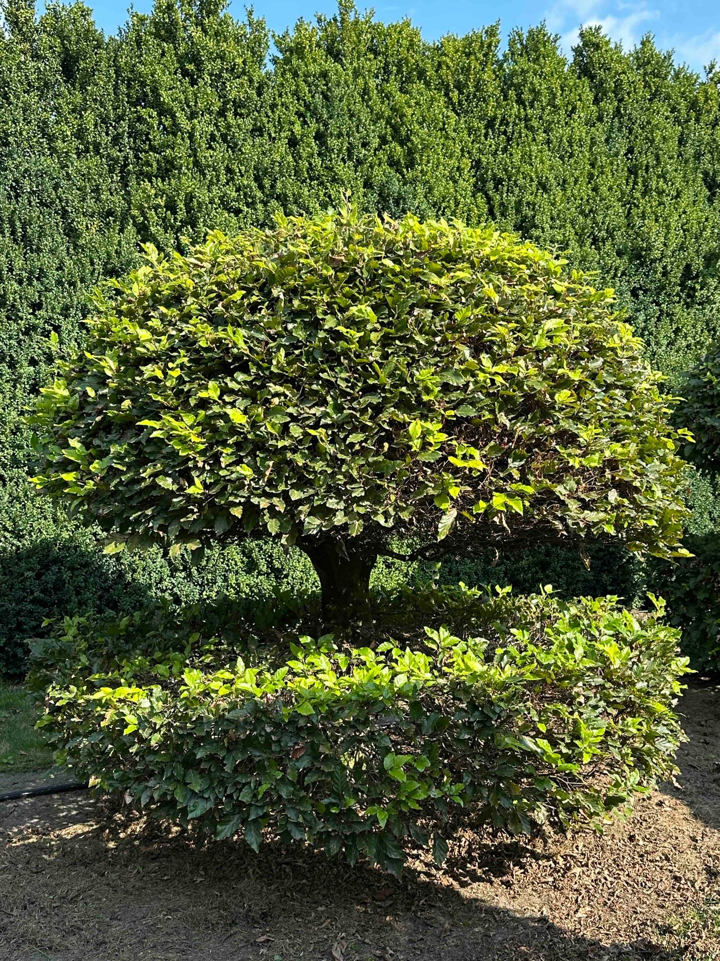 FS TOPIARY #044