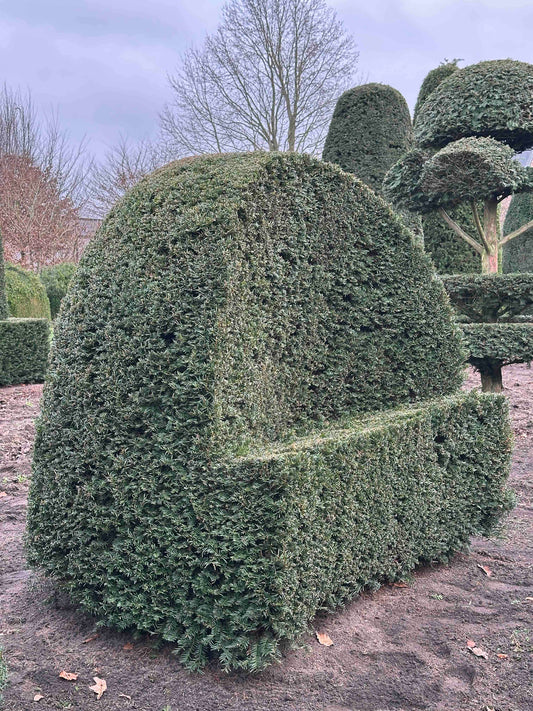 TB TOPIARY #457