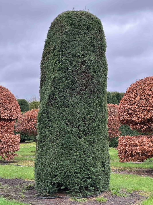 TB TOPIARY #374