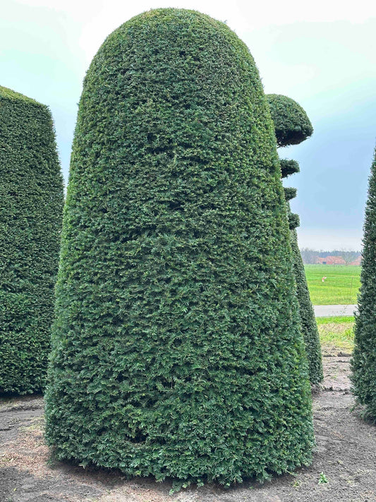 TB TOPIARY #124