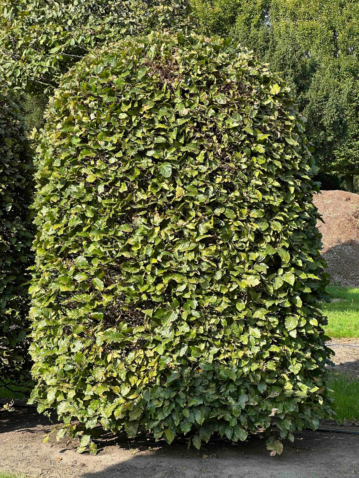 FS TOPIARY #108