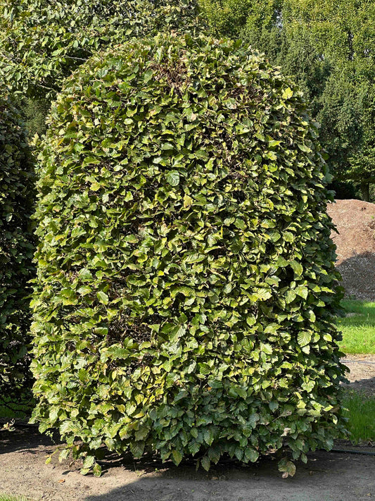 FS TOPIARY #108
