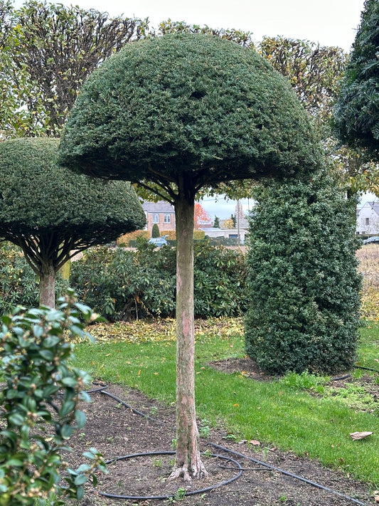 TB TOPIARY #551