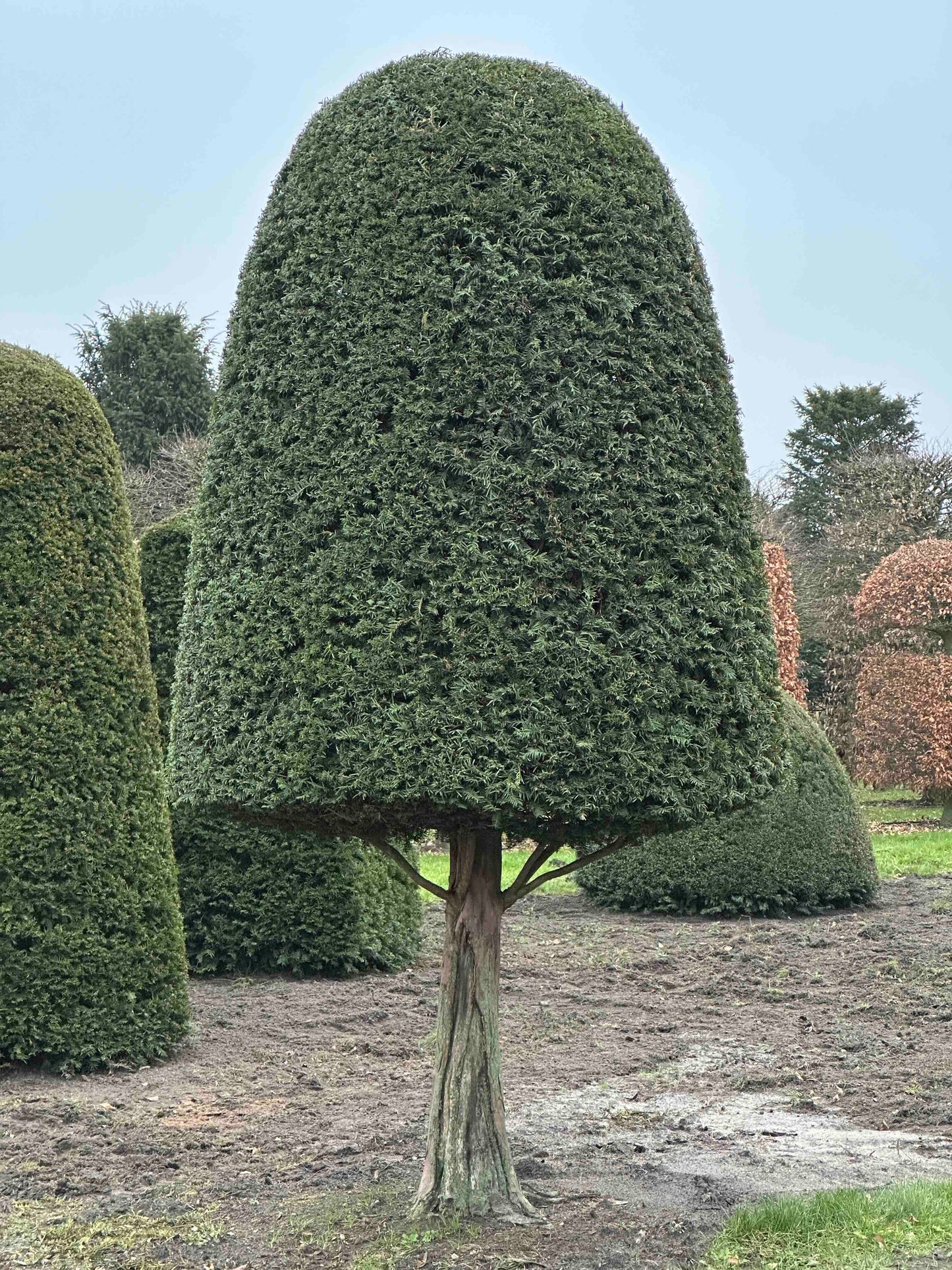 TB TOPIARY #150
