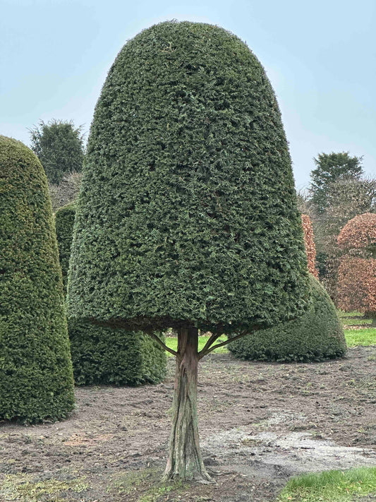 TB TOPIARY #150