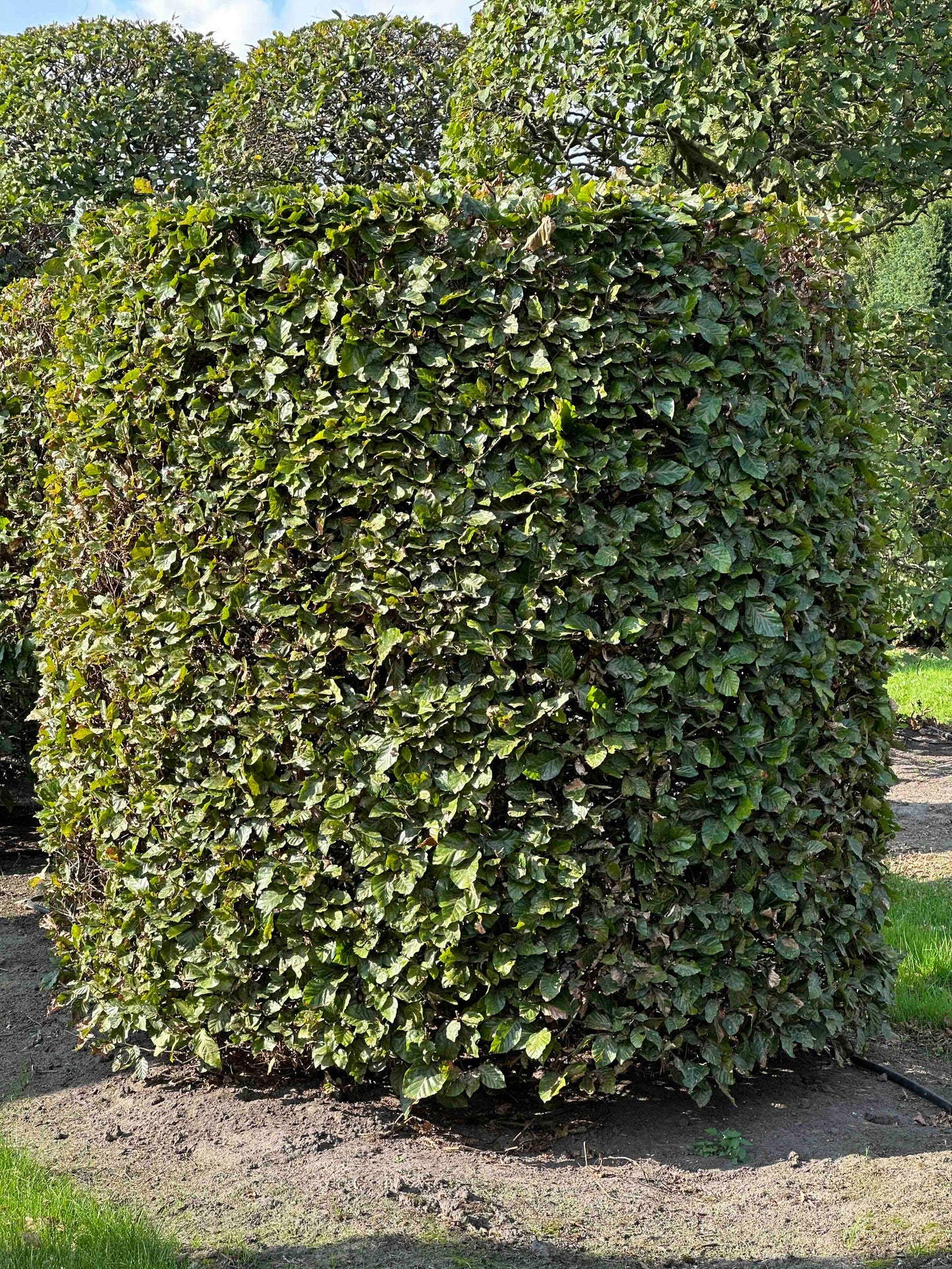 FS TOPIARY #110