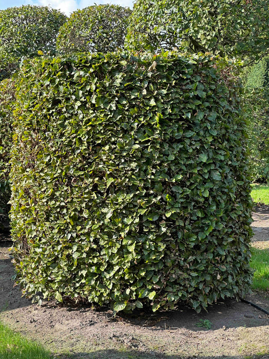 FS TOPIARY #110