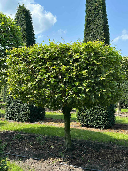CB TOPIARY #006