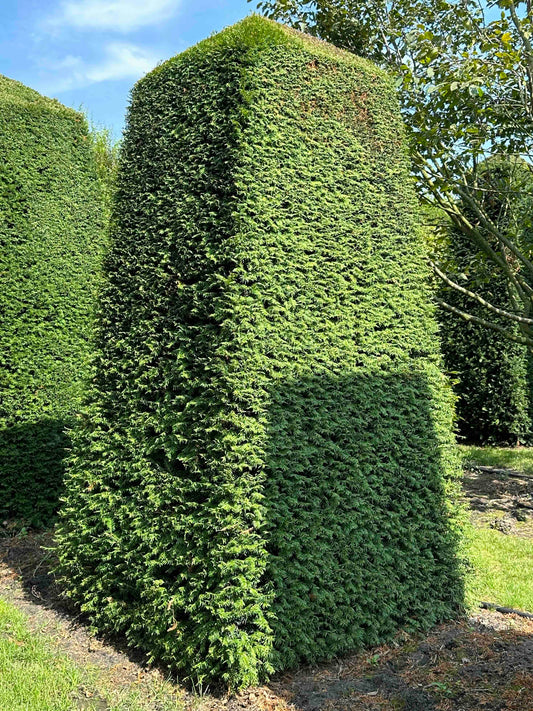 TB TOPIARY #053