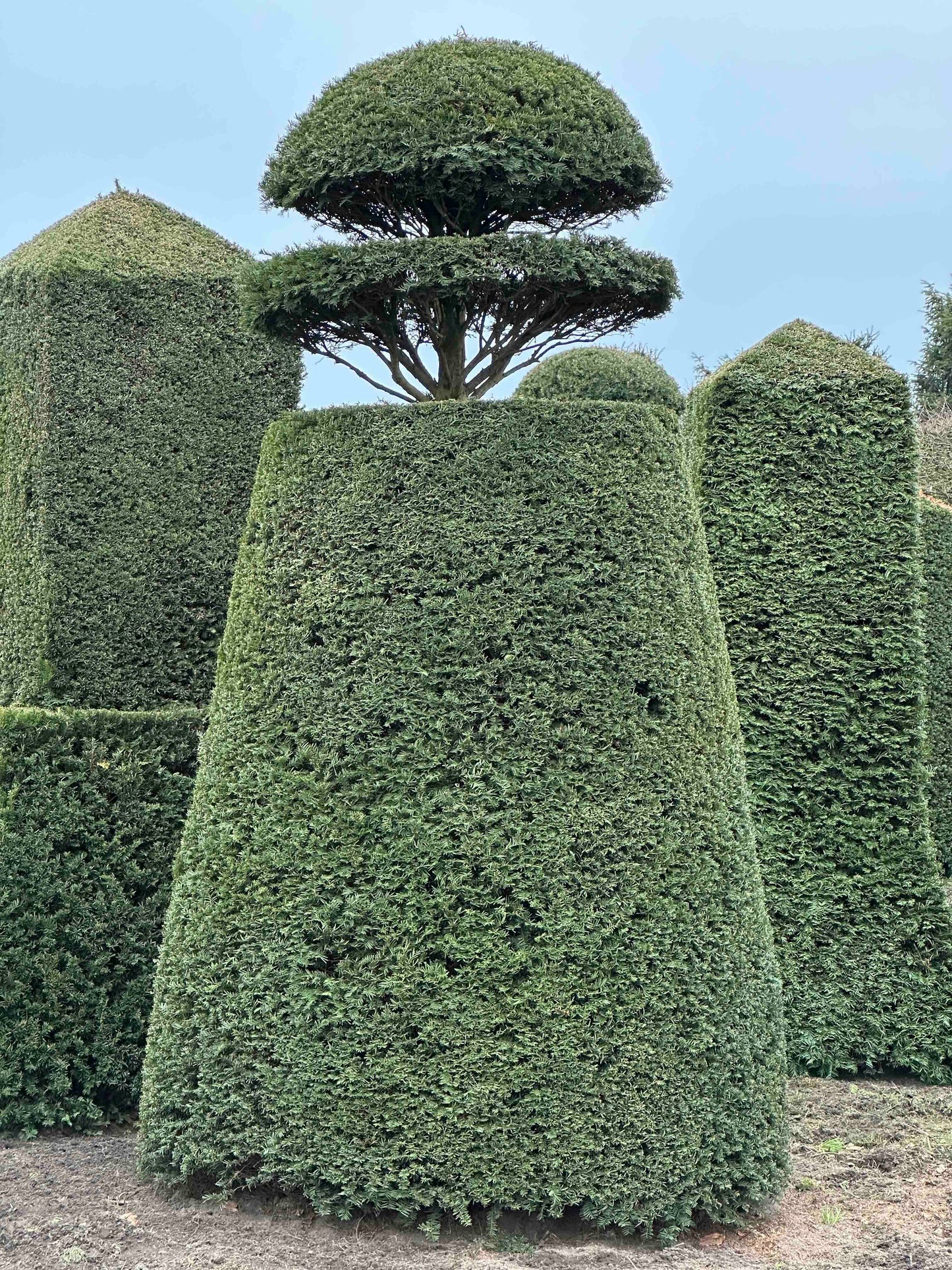 TB TOPIARY #126