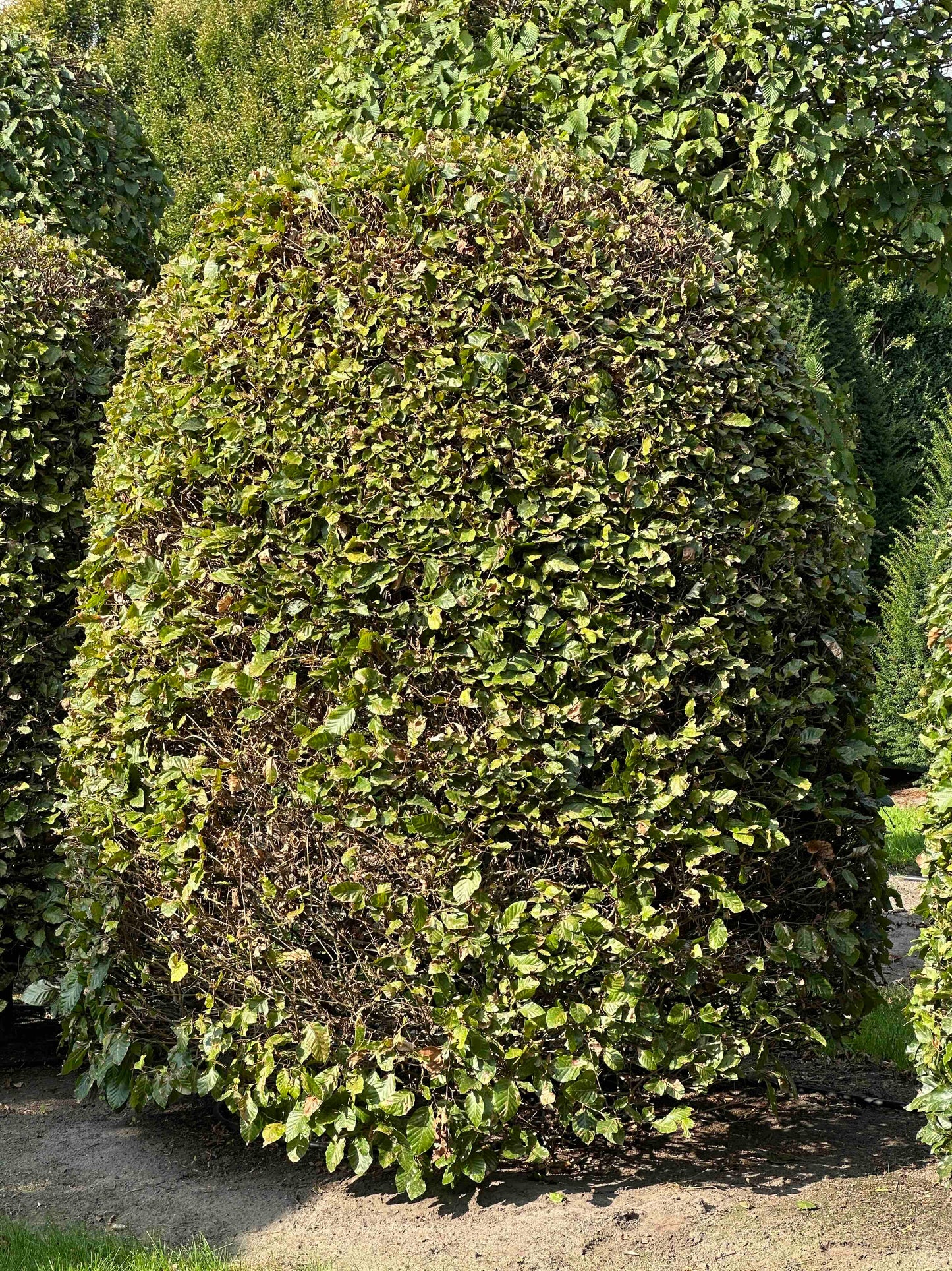 FS TOPIARY #116