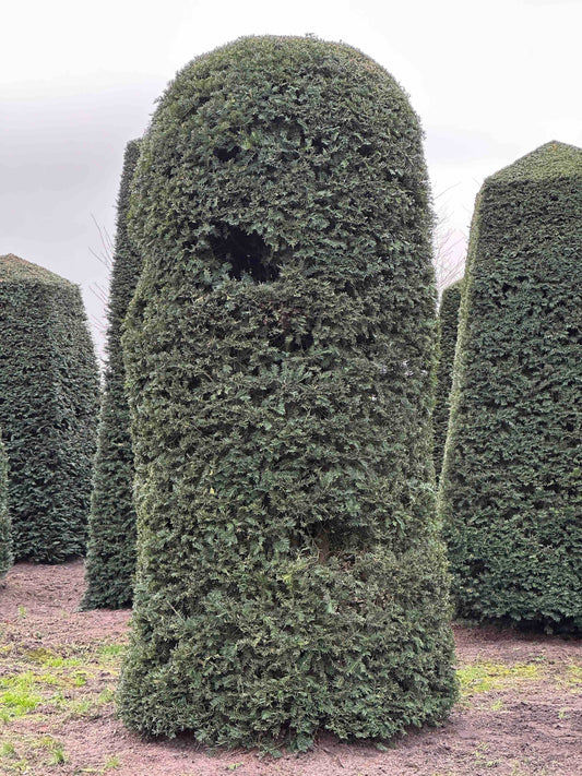 TB TOPIARY #164