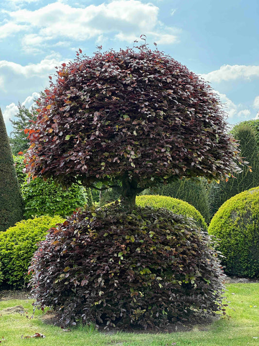 FSA TOPIARY #042