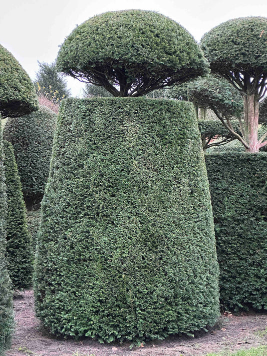 TB TOPIARY #145