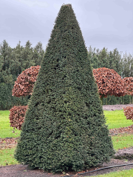 TB TOPIARY #261