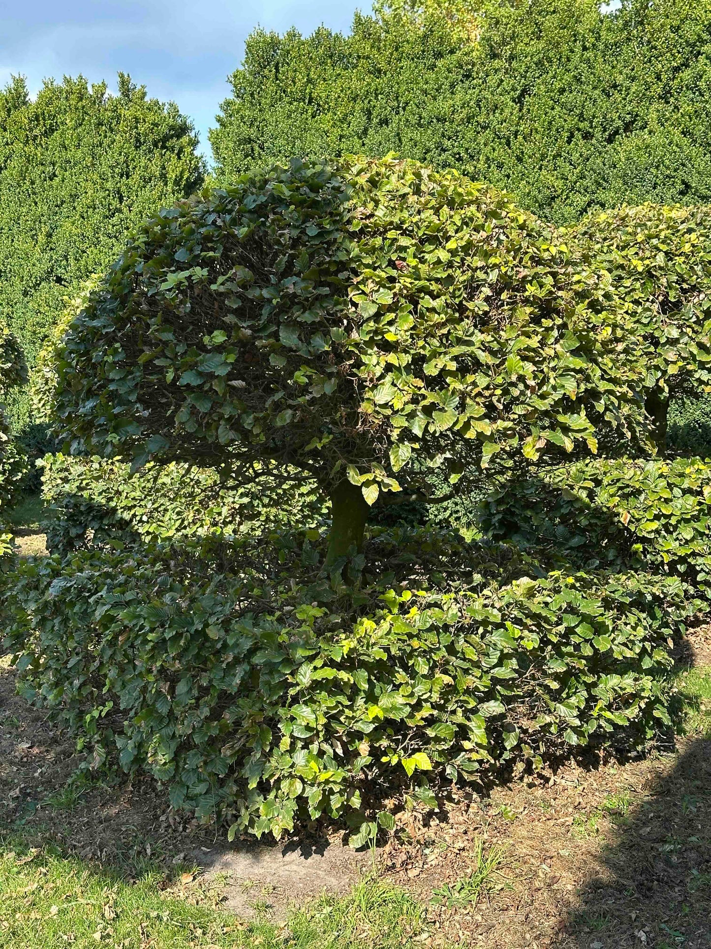 FS TOPIARY #071