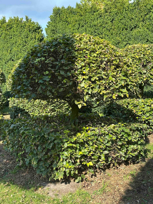FS TOPIARY #071