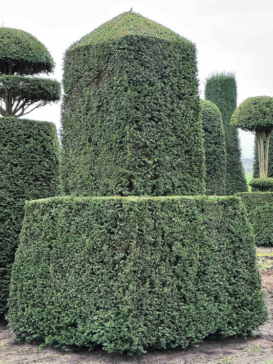 TB TOPIARY #127