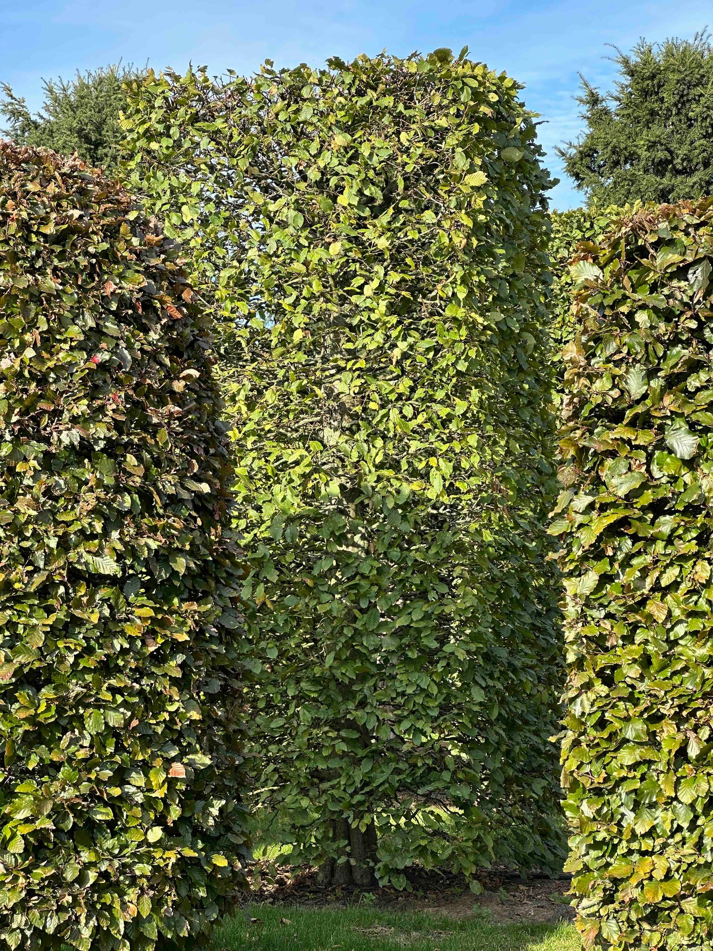 CB TOPIARY #090