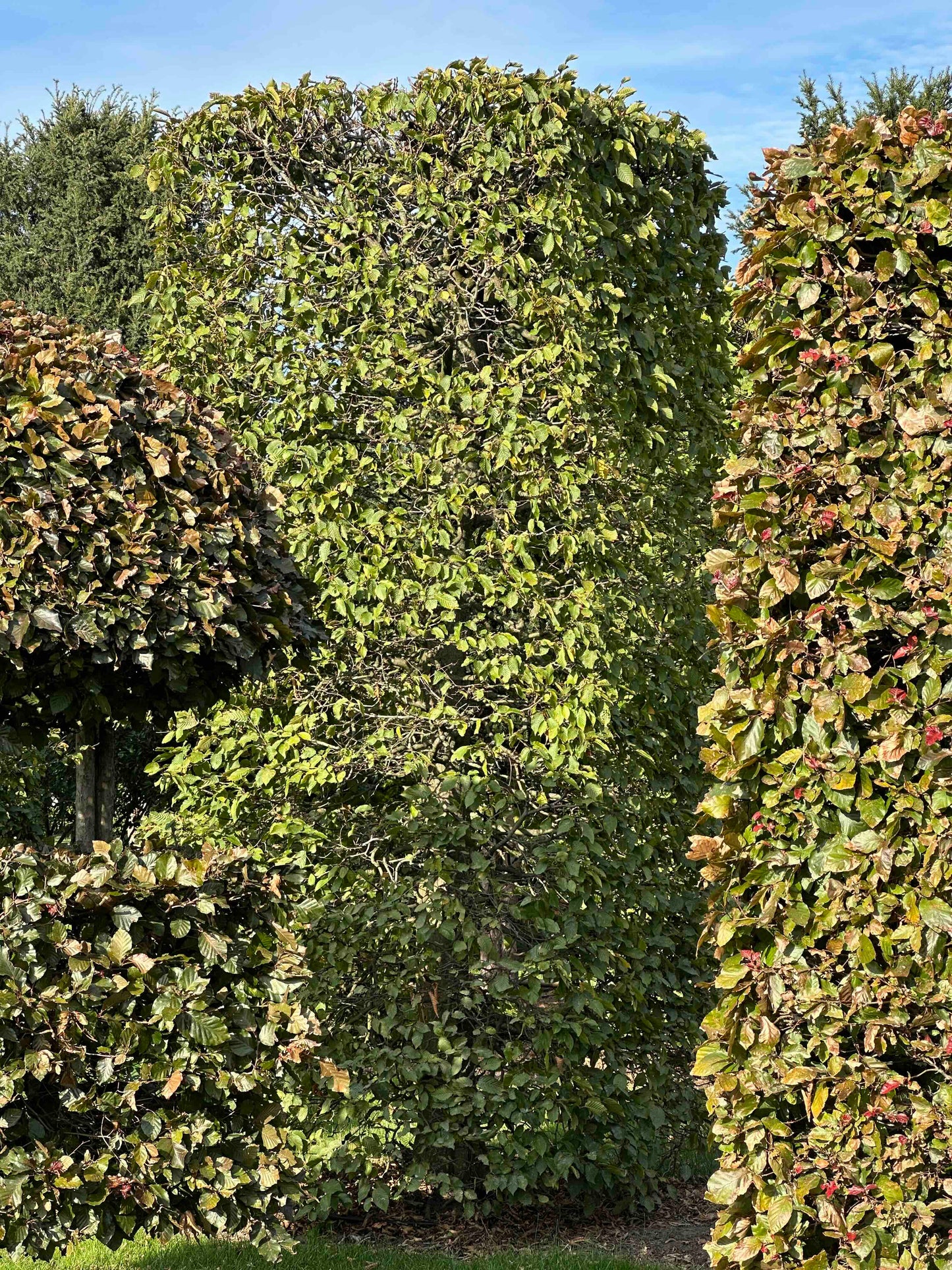 CB TOPIARY #092
