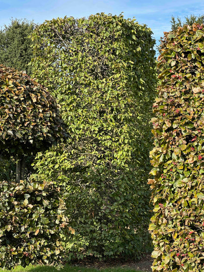 CB TOPIARY #092