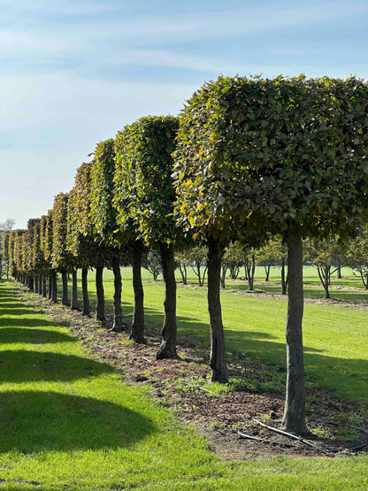 CB TOPIARY #107
